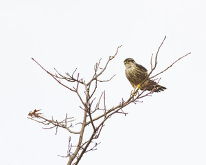 Merlin perched in a tree