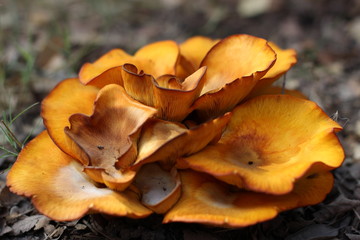 Large orange mushroom, up close, fills image