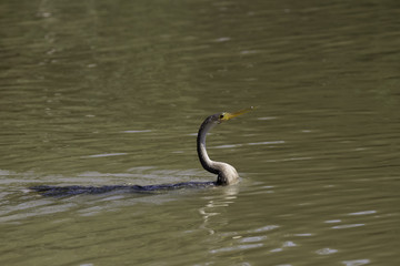 Fauna of Brazilian Pantanal