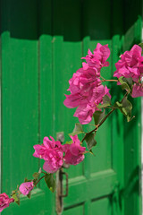 pink bougainvillea n green door