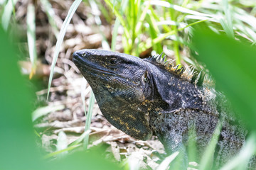 Tropical Iguana in Costa Rica