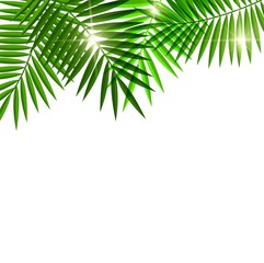 Fototapeta na wymiar Leaves of palm tree