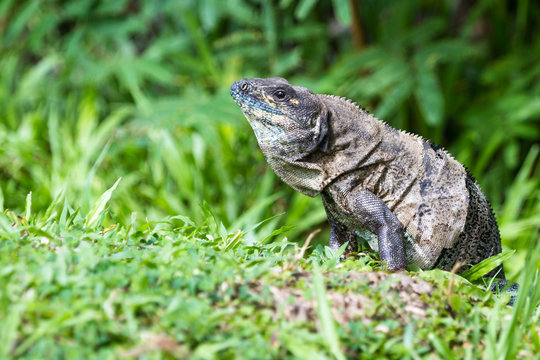 Tropical Iguana in Costa Rica