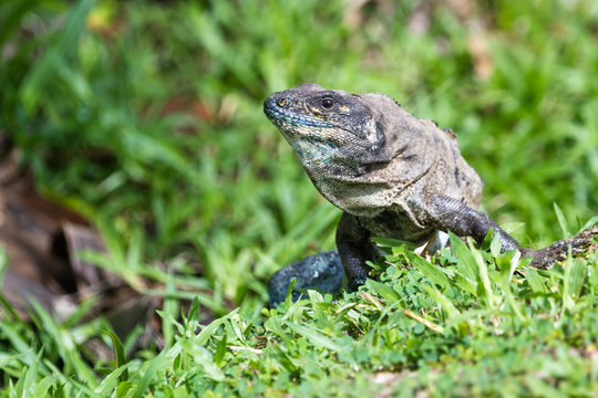 Tropical Iguana in Costa Rica