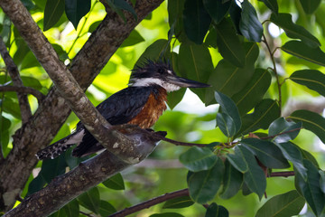 belted kingfisher - Megaceryle alcyon