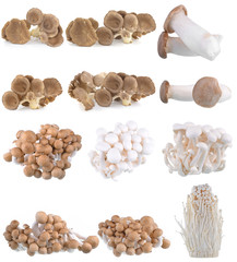  mushroom on white background