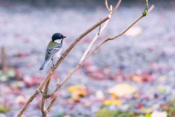 Great tit bird in autumn