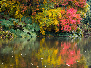 Tree Leaves Changing Colour in Autumn