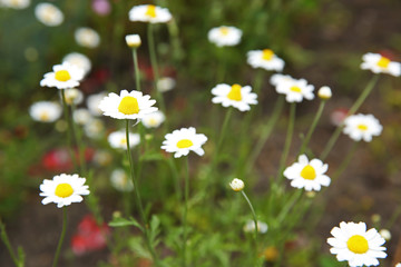 Beautiful little daisies on a field