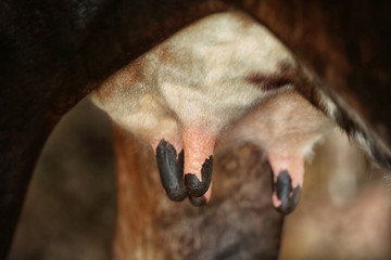 Cow's udder, close up