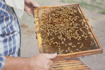 Man holding frame with honeycomb