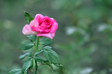 Close up view of beautiful rose on blurred background