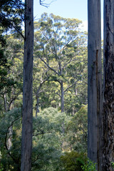 Tall Timber Eucalypt Forest 1