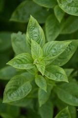 fresh green ocimum basilicum tree in nature garden