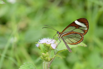 Glasswinged butterfly Greta oto on purple flower
