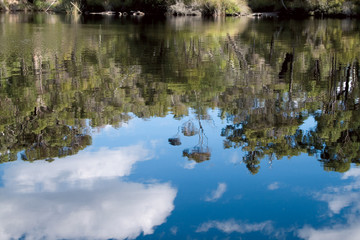 Forest Reflections, Rowell's Pool