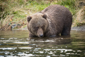 Small Alaskan Grizzly Bear standing in water with butt in air. 