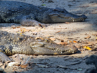 Crocodiles close up in Thailand