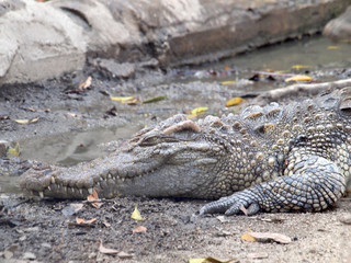 Crocodiles close up in Thailand