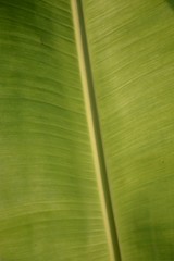 fresh green banana leaves texture