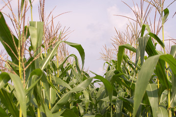 Fototapeta premium Green corn field and sky.