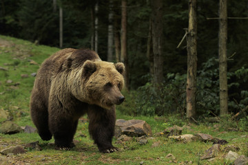 Big brown bear walks on the stony glade at the forest