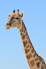 Giraffe - African Wildlife Background - Stare of an Icon
