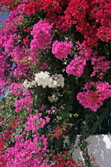 red n pink bougainvillea