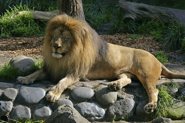 Obraz premium lion