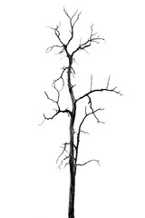 Dead Tree without Leaves