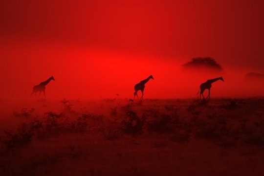 Giraffe Silhouette - African Wildlife Background - Out of the Red Smoke they walked