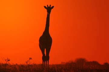 Girafe - Contexte de la faune africaine - Golden Bliss in Nature