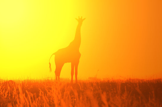 Giraffe Background - African Wildlife - Simplistic Golden Nature