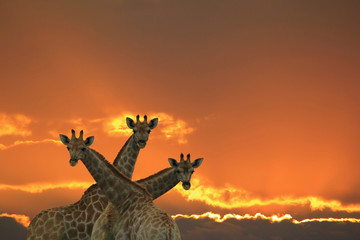 Giraffe Background - African Wildlife - Sunset Wonder and Colors of Nature