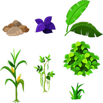 various plants cartoon set for you design
