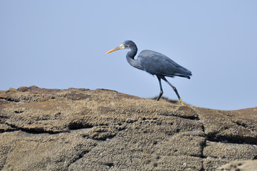 Heron standing on the rocks  