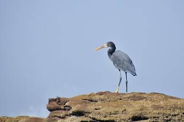 Heron standing on the rocks  