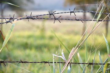 Barbed wire farm Fence