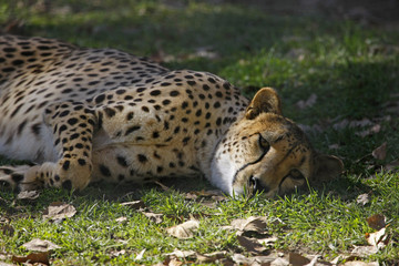 spotted leopard