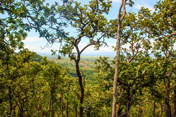 forest with green leafs