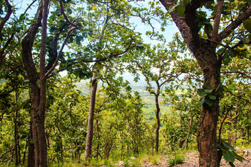Fototapeta premium forest with green leafs