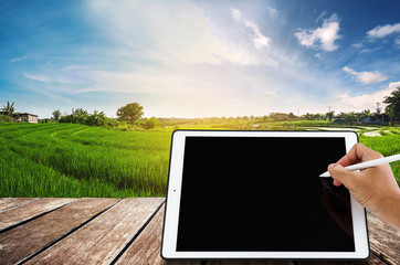Hand writing on digital tablet with wooden balcony, at green rice field in sunrise