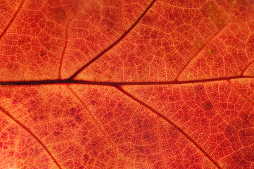 close up on autumn red leaf texture