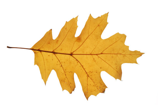 Dry Oak Leaf Isolated On White Background