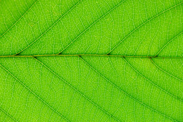 Naklejka na ściany i meble close up on green leaf texture background