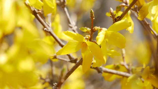 Beautiful spring in forsythia flowers
