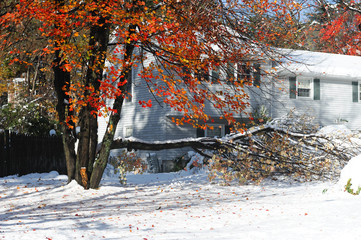 tree fallen down the road in snow storm
