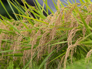 実った稲穂