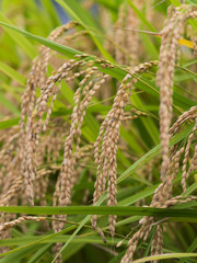 実った稲穂