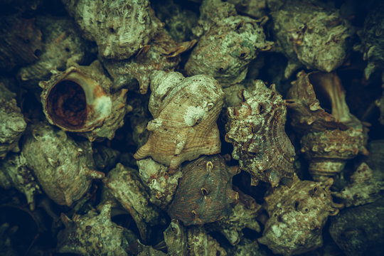 group of Japanese topshell (sazae) piled together background, vintage photo and film style